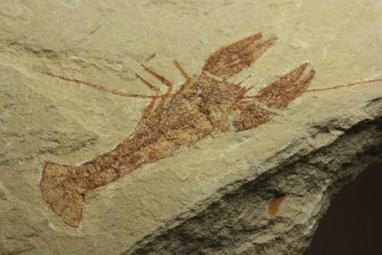 レバノン共和国からやってきた、エビの仲間化石エリィマ(Eryma sp.)(その7)