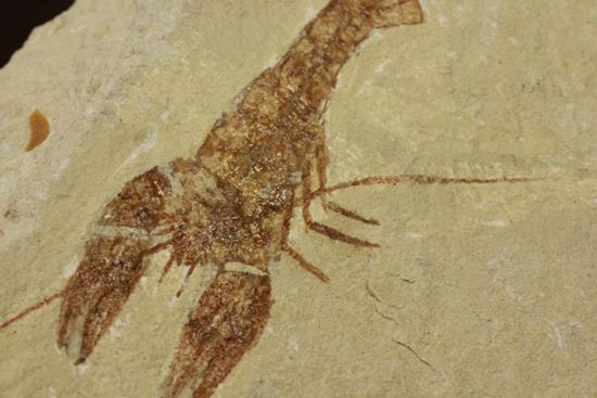 レバノン共和国からやってきた、エビの仲間化石エリィマ(Eryma sp.)(その8)