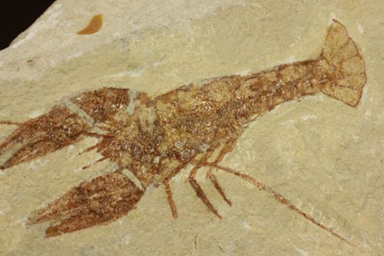 レバノン共和国からやってきた、エビの仲間化石エリィマ(Eryma sp.)(その9)
