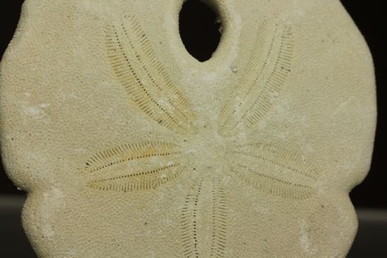 ペンダントトップにもなる、ちょっとおしゃれなウニ化石！アメリカフロリダ州 (Echinoids)（その2）