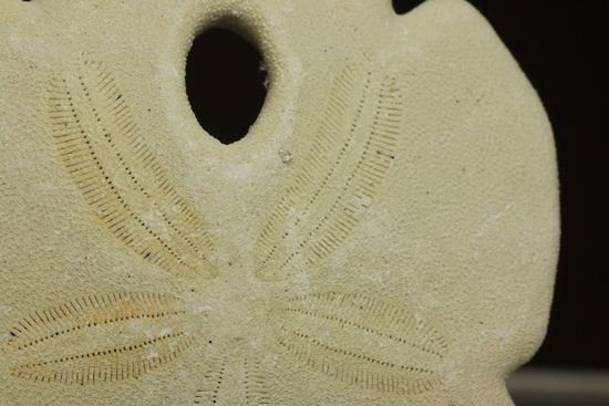 ペンダントトップにもなる、ちょっとおしゃれなウニ化石！アメリカフロリダ州 (Echinoids)（その4）