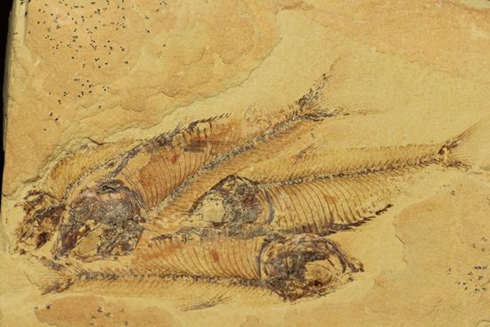 アメリカワイオミング州の魚の群集化石(Gosiutichtys parvus)（その1）