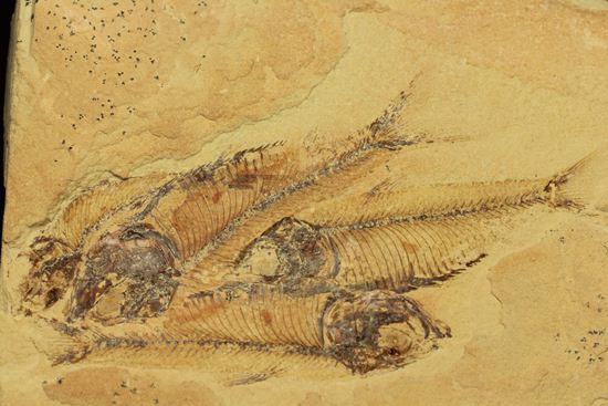 アメリカワイオミング州の魚の群集化石(Gosiutichtys parvus)(その1)