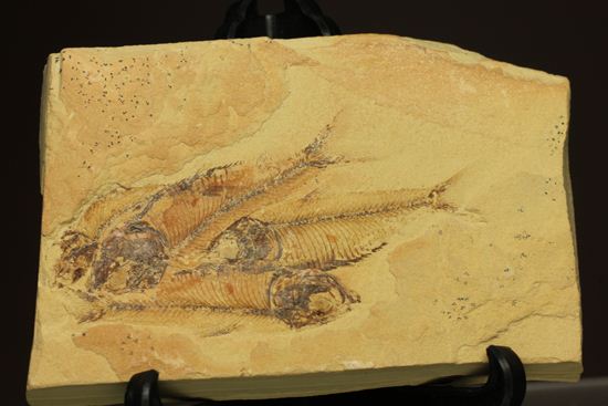 アメリカワイオミング州の魚の群集化石(Gosiutichtys parvus)(その2)