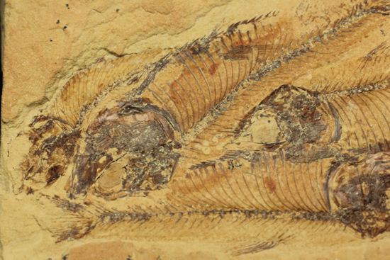 アメリカワイオミング州の魚の群集化石(Gosiutichtys parvus)(その3)