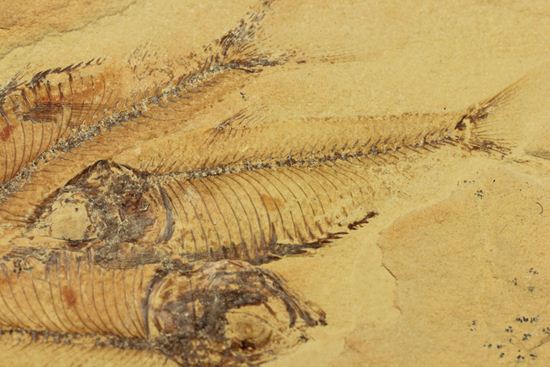 アメリカワイオミング州の魚の群集化石(Gosiutichtys parvus)（その4）