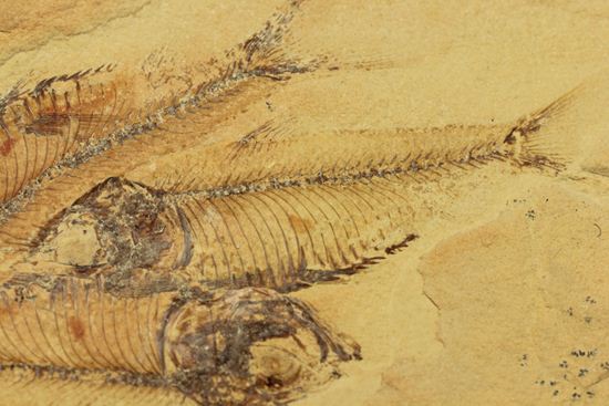 アメリカワイオミング州の魚の群集化石(Gosiutichtys parvus)(その4)