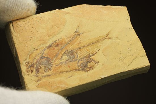 アメリカワイオミング州の魚の群集化石(Gosiutichtys parvus)(その5)
