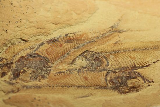 アメリカワイオミング州の魚の群集化石(Gosiutichtys parvus)（その6）