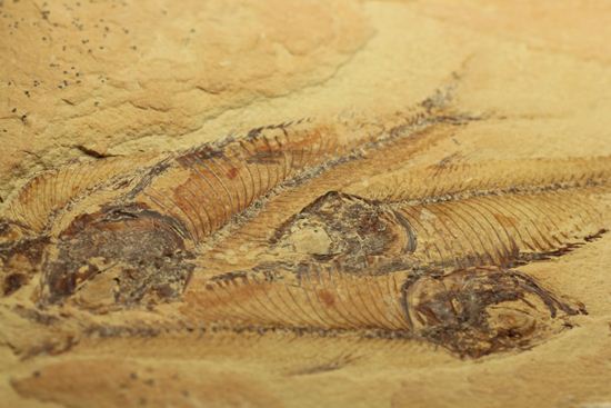 アメリカワイオミング州の魚の群集化石(Gosiutichtys parvus)(その6)