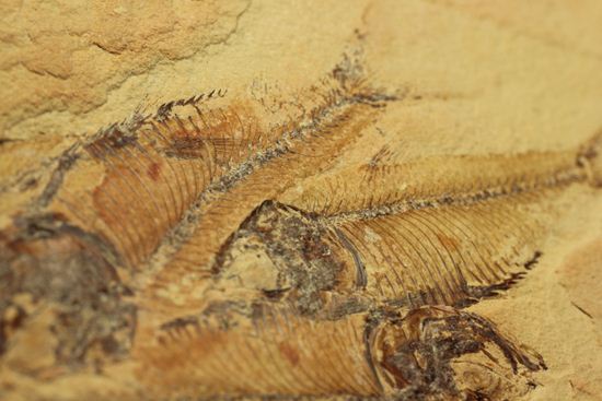 アメリカワイオミング州の魚の群集化石(Gosiutichtys parvus)（その7）