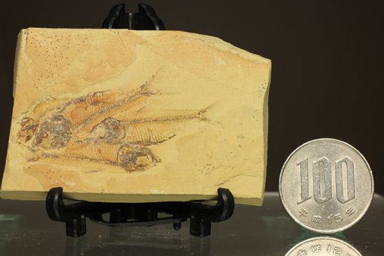 アメリカワイオミング州の魚の群集化石(Gosiutichtys parvus)（その8）