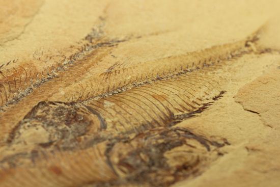アメリカワイオミング州の魚の群集化石(Gosiutichtys parvus)（その9）