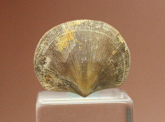 オルドビス紀の腕足類化石(Resserella meeki)（その1）