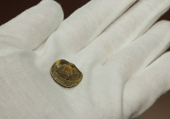オルドビス紀の腕足類化石(Resserella meeki)(その2)