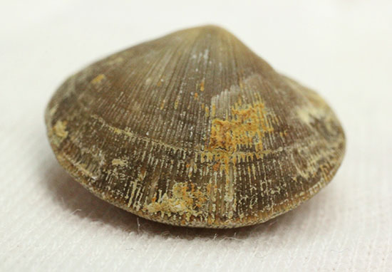 オルドビス紀の腕足類化石(Resserella meeki)（その3）