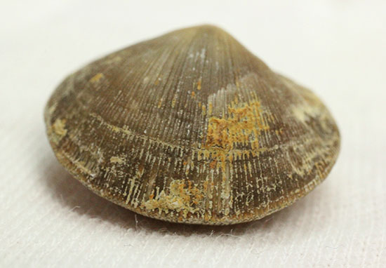 オルドビス紀の腕足類化石(Resserella meeki)(その3)