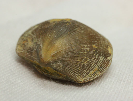 オルドビス紀の腕足類化石(Resserella meeki)(その4)