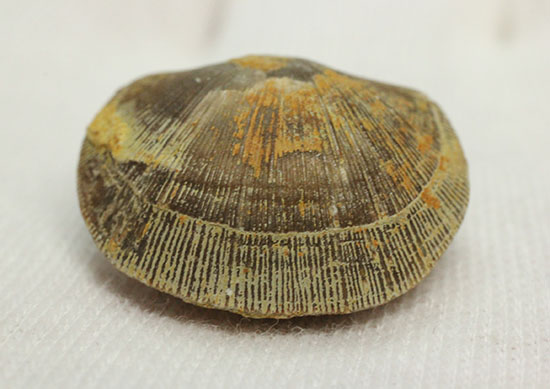 オルドビス紀の腕足類化石(Resserella meeki)(その5)