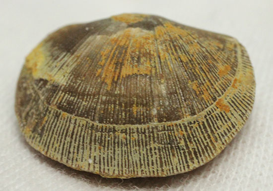 オルドビス紀の腕足類化石(Resserella meeki)（その6）
