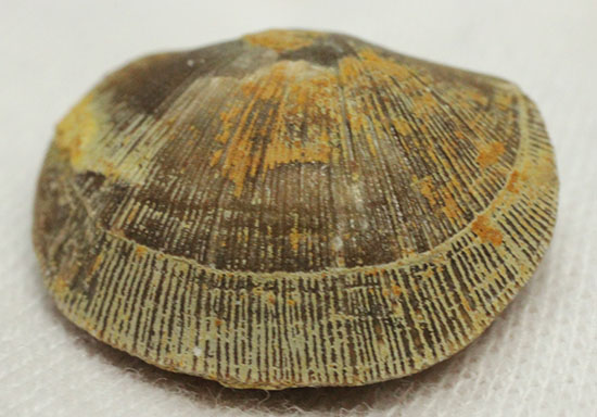 オルドビス紀の腕足類化石(Resserella meeki)(その6)