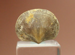 オルドビス紀の腕足類化石(Resserella meeki)