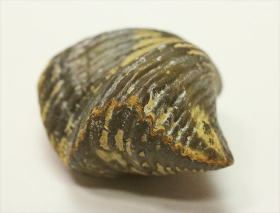 デボン紀後期の腕足類化石(Brachiopod)（その3）