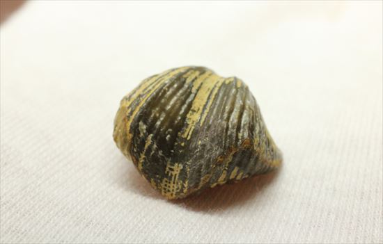 デボン紀後期の腕足類化石(Brachiopod)（その5）