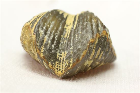 デボン紀後期の腕足類化石(Brachiopod)（その6）