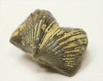 デボン紀後期の腕足類化石(Brachiopod)