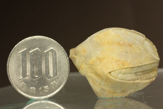 海中に住む蕾化石とは!?インディアナ州産、石炭紀のウミツボミ化石(その10)