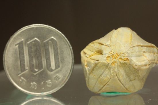 海中に住む蕾化石とは!?インディアナ州産、石炭紀のウミツボミ化石(その11)