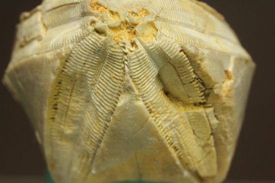 海中に住む蕾化石とは！？インディアナ州産、石炭紀のウミツボミ化石（その2）