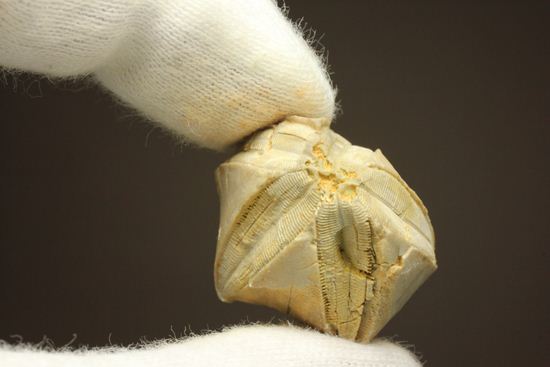 海中に住む蕾化石とは!?インディアナ州産、石炭紀のウミツボミ化石(その5)