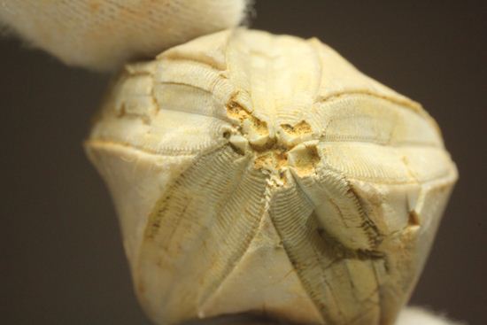 海中に住む蕾化石とは!?インディアナ州産、石炭紀のウミツボミ化石(その6)