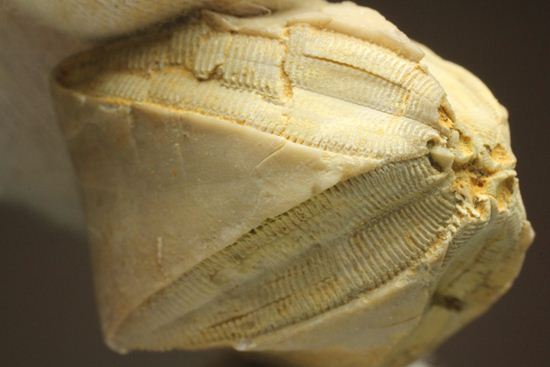 海中に住む蕾化石とは!?インディアナ州産、石炭紀のウミツボミ化石(その7)