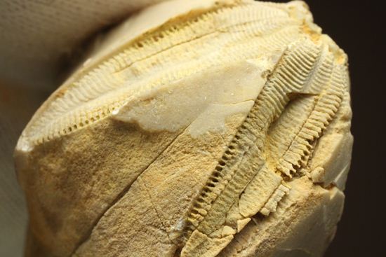 海中に住む蕾化石とは！？インディアナ州産、石炭紀のウミツボミ化石（その8）