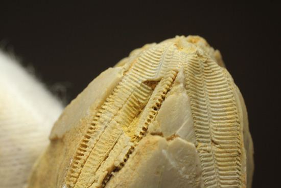 海中に住む蕾化石とは!?インディアナ州産、石炭紀のウミツボミ化石(その9)