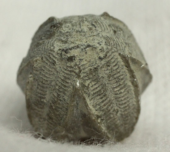 棘皮動物ウミツボミの化石(ペントレミテス)(その6)