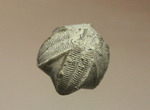 棘皮動物ウミツボミの化石（ペントレミテス）