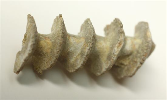 石炭紀のらせん状化石アルキメデス(Archimedes wortheni)(その3)