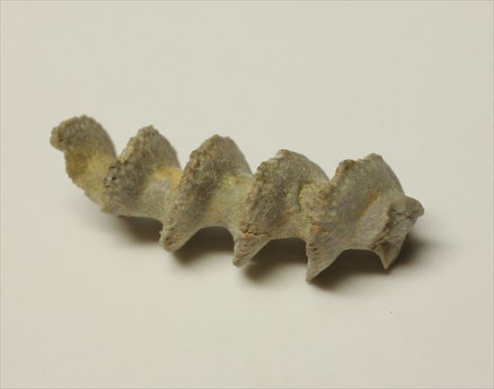 石炭紀のらせん状化石アルキメデス(Archimedes wortheni)(その4)