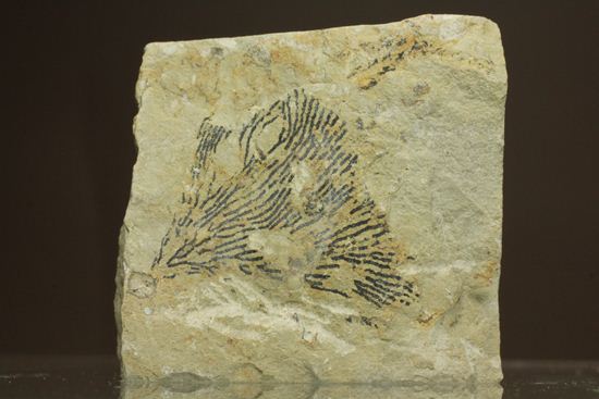 示準化石をコレクションしませんか？オクラホマ州産絶滅生物、筆石(Graputus)（その1）