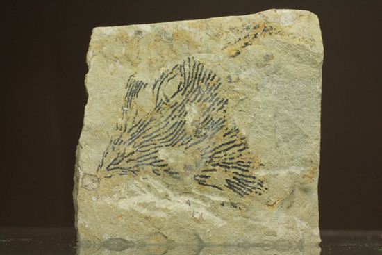 示準化石をコレクションしませんか?オクラホマ州産絶滅生物、筆石(Graputus)(その1)