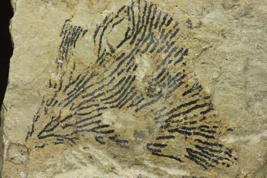 示準化石をコレクションしませんか？オクラホマ州産絶滅生物、筆石(Graputus)（その2）