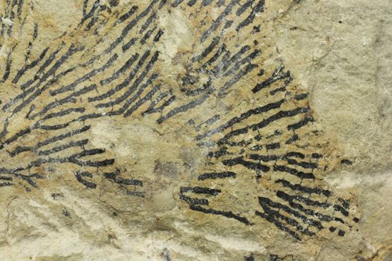示準化石をコレクションしませんか？オクラホマ州産絶滅生物、筆石(Graputus)（その3）