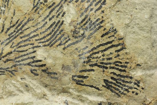 示準化石をコレクションしませんか?オクラホマ州産絶滅生物、筆石(Graputus)(その3)