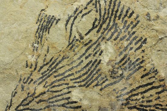 示準化石をコレクションしませんか?オクラホマ州産絶滅生物、筆石(Graputus)(その4)