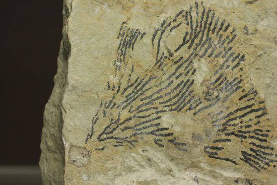 示準化石をコレクションしませんか?オクラホマ州産絶滅生物、筆石(Graputus)(その5)