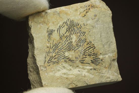示準化石をコレクションしませんか?オクラホマ州産絶滅生物、筆石(Graputus)(その6)